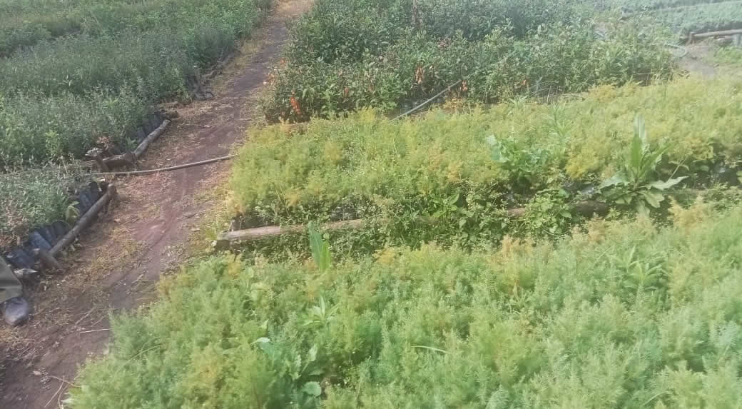 Combating Desertification